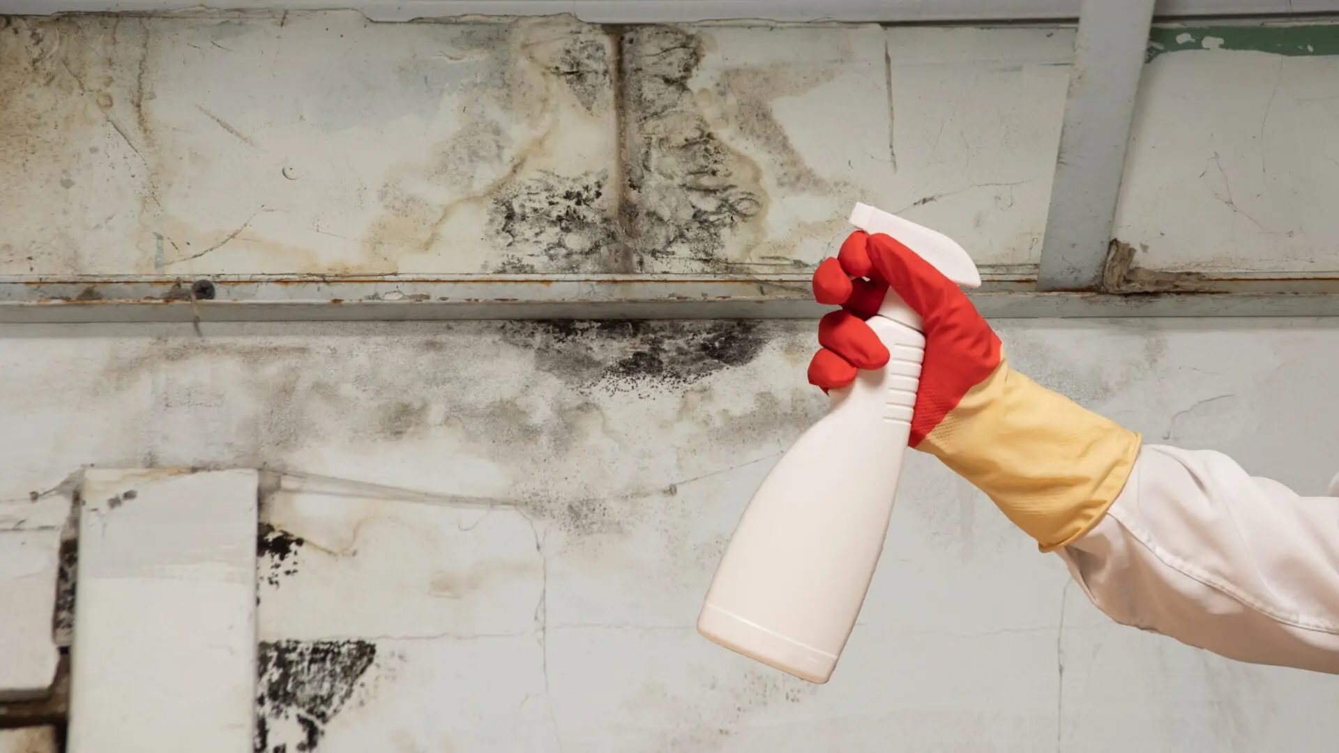 Professional mould cleaning
